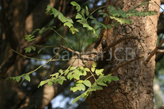 Radermachera xylocarpa